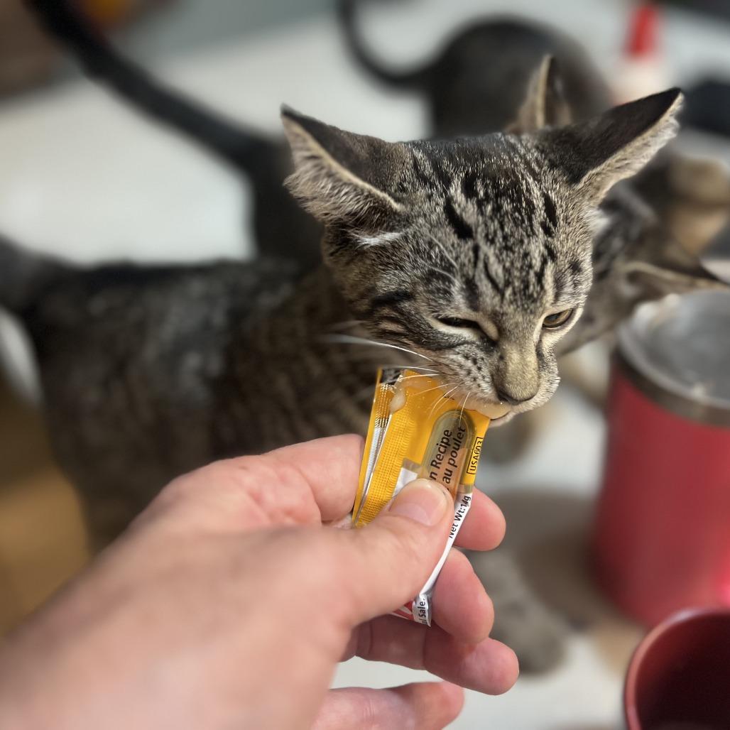 Enlarge Venice, a Adoptable American Shorthair in Brooklyn, NY image 2/6