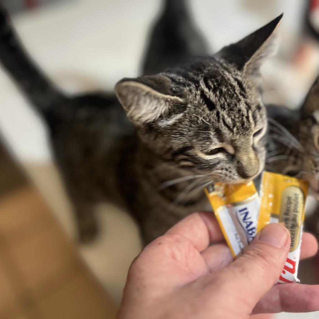 Enlarge Venice, a Adoptable American Shorthair in Brooklyn, NY image 3/6