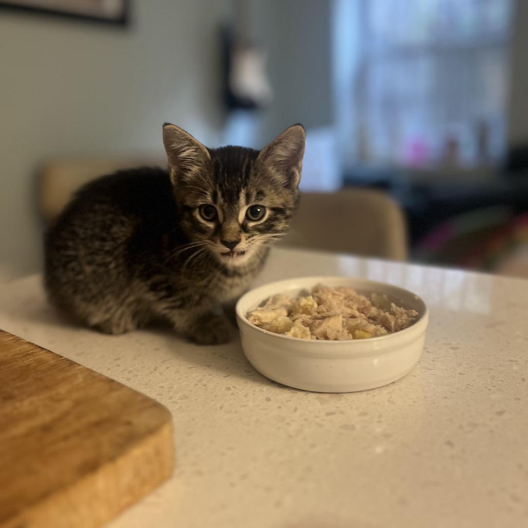 Enlarge Venice, a Adoptable American Shorthair in Brooklyn, NY image 4/6