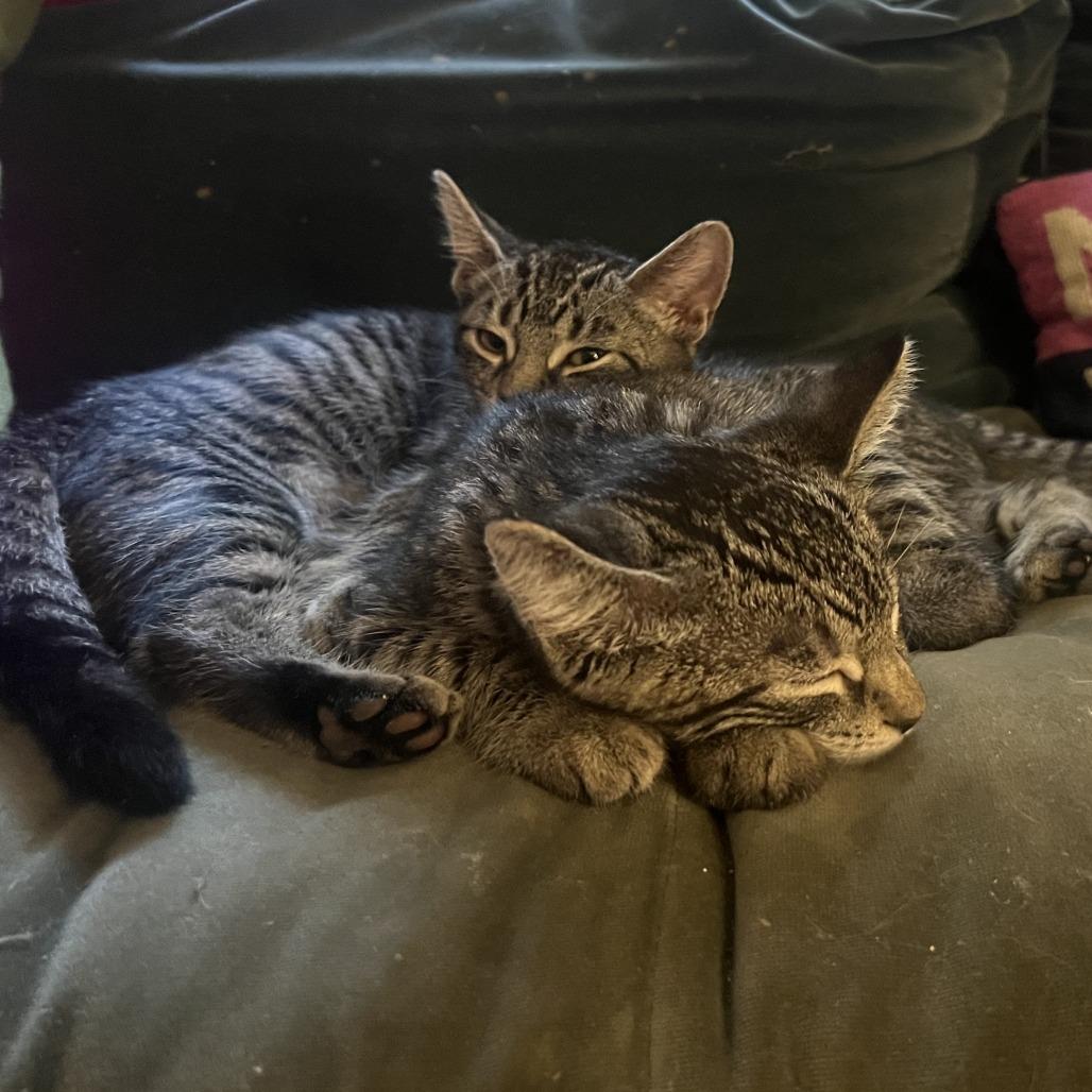 Enlarge Venice, a Adoptable American Shorthair in Brooklyn, NY image 6/6