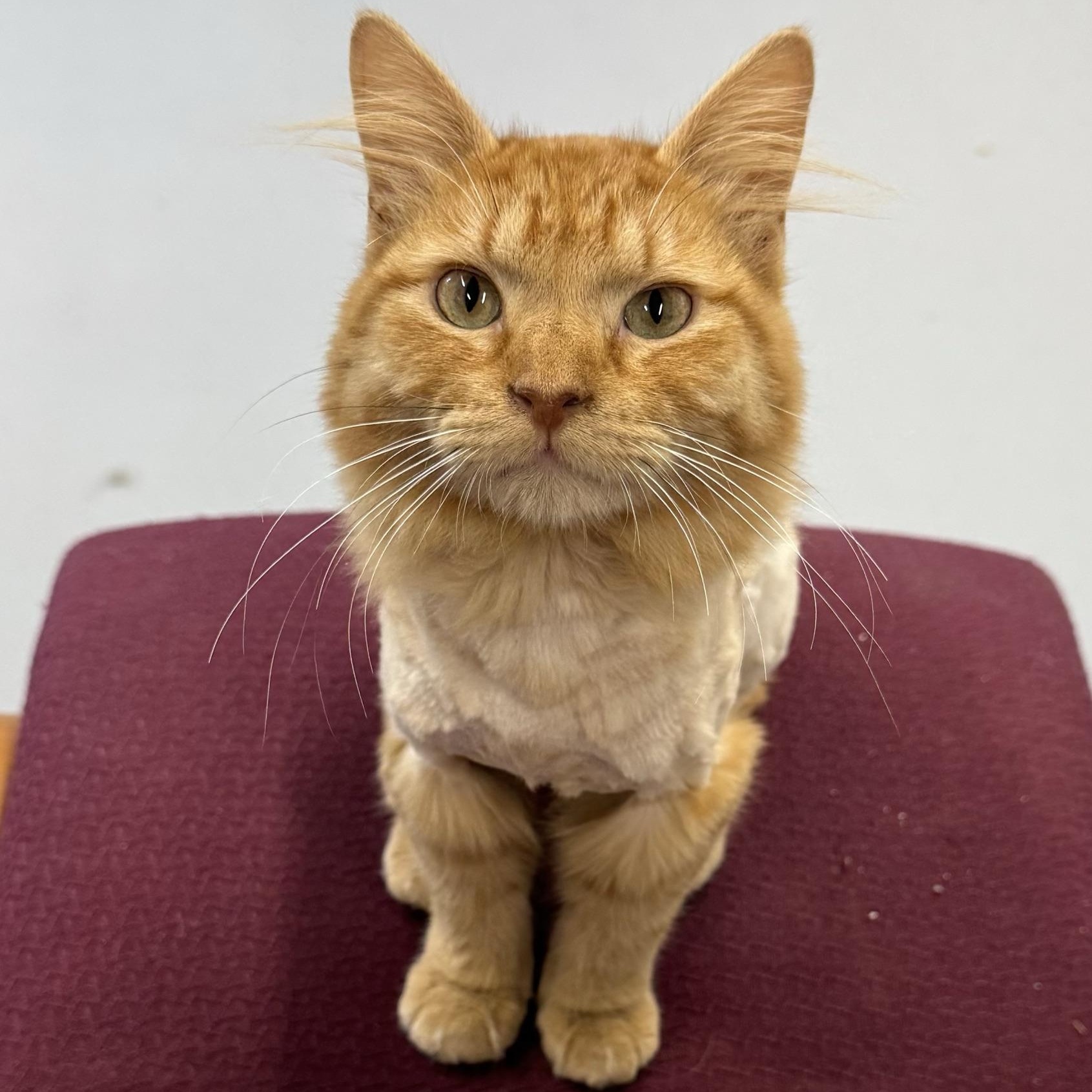 Doug, ADOPTABLE, Young Male Domestic Long Hair.