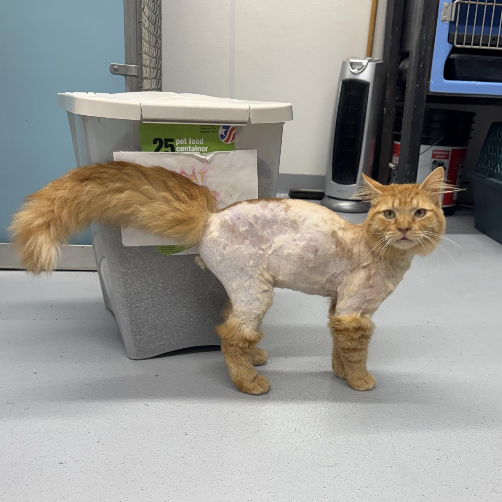 Doug, a ADOPTABLE Domestic Long Hair in Morris, MN image 3/3