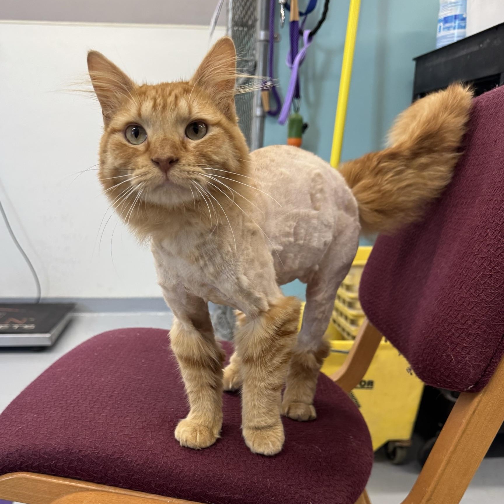 Doug, a ADOPTABLE Domestic Long Hair in Morris, MN image 2/3