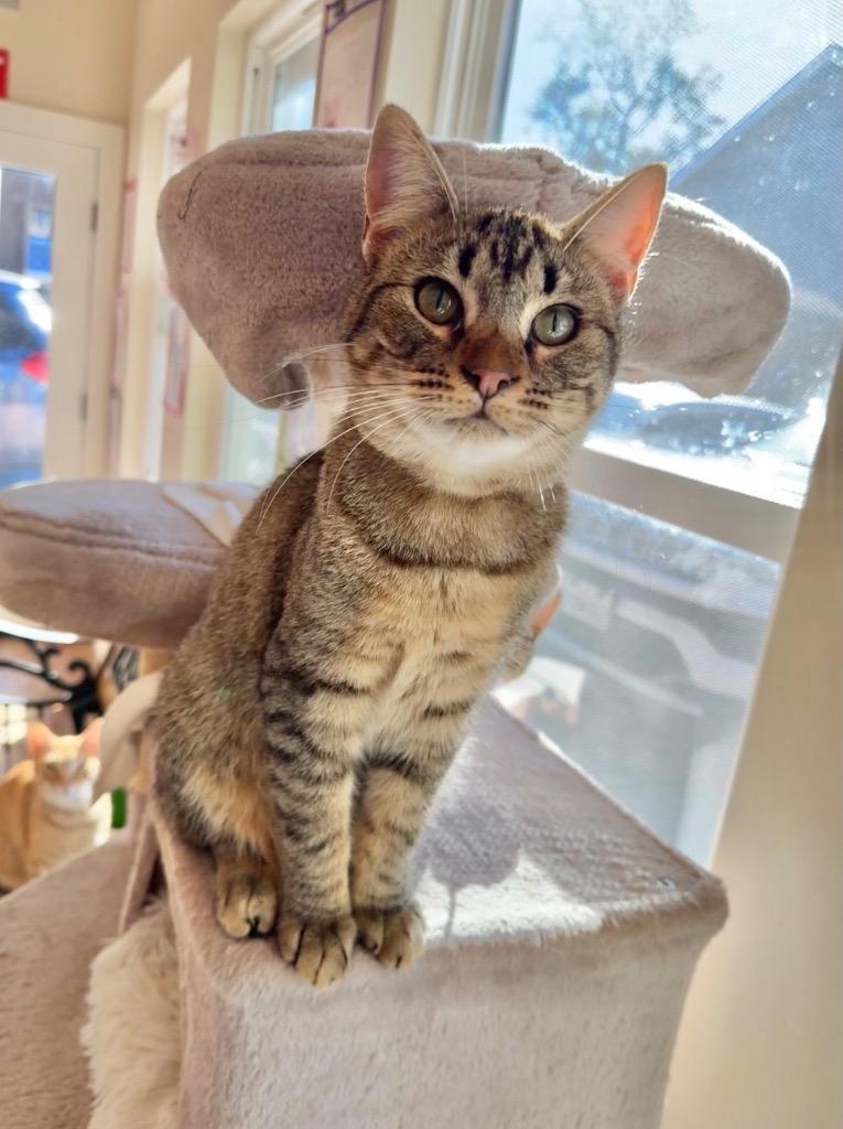 Daphne, Adoptable, Young Female Domestic Short Hair.