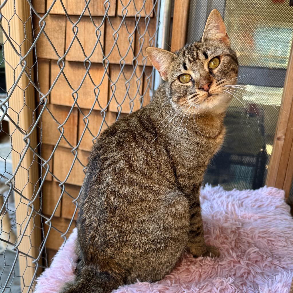 Enlarge Daphne, a Adoptable mixed breed in Cambria, CA image 2/6