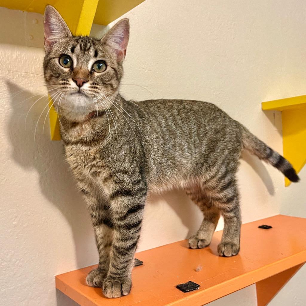 Enlarge Daphne, a Adoptable mixed breed in Cambria, CA image 3/6