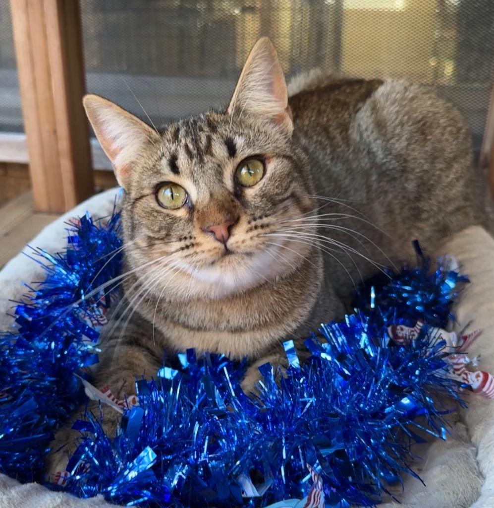 Enlarge Daphne, a Adoptable mixed breed in Cambria, CA image 4/6