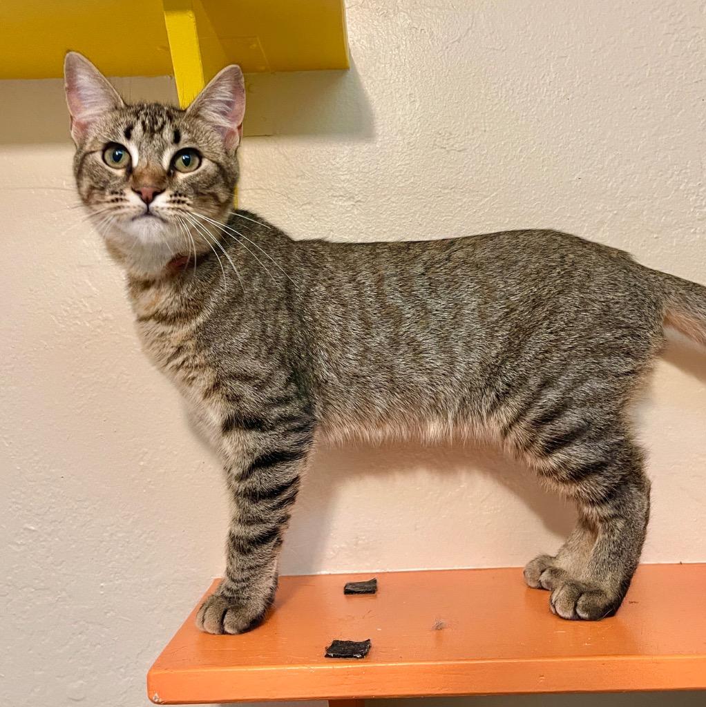 Enlarge Daphne, a Adoptable mixed breed in Cambria, CA image 5/6