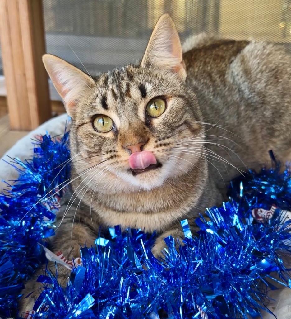 Enlarge Daphne, a Adoptable mixed breed in Cambria, CA image 6/6