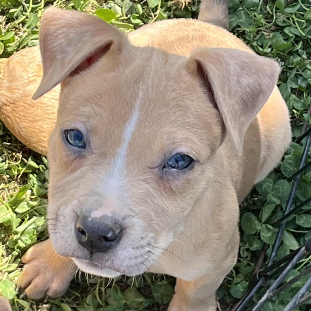 Toffee-Black, Adoptable, Puppy Male American Staffordshire Terrier & Mixed Breed.