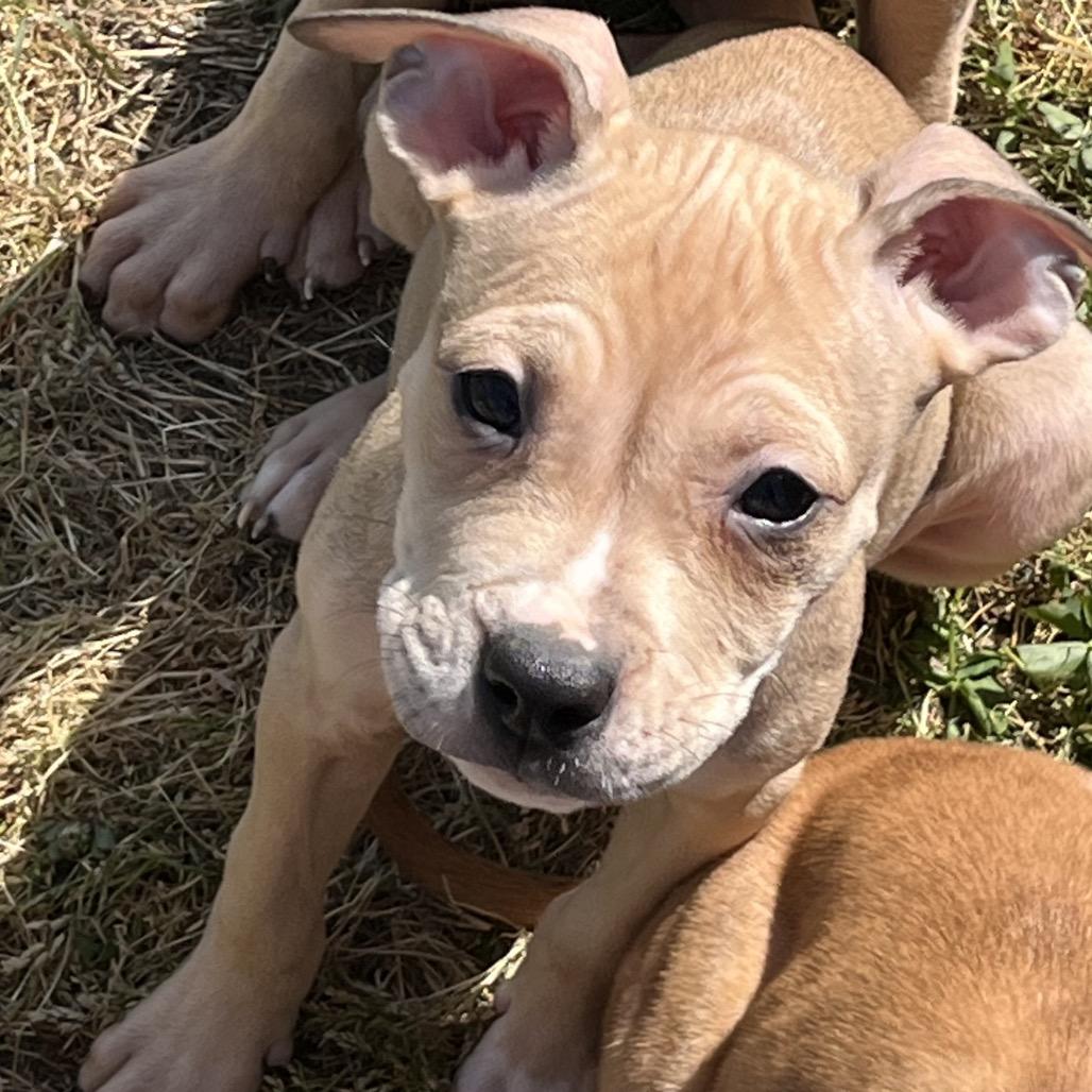 Enlarge Toffee-Black, a Adoptable mixed breed in Cartersville, GA image 2/3