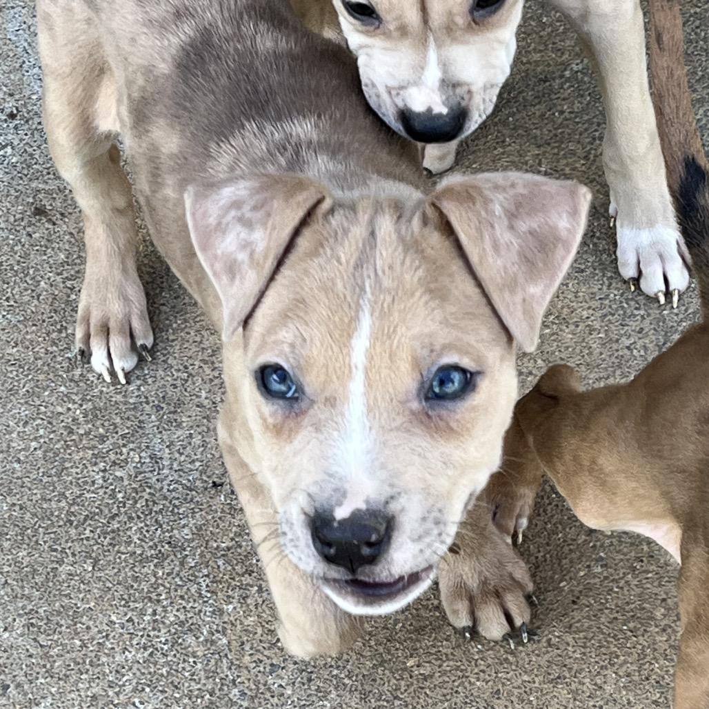 Enlarge Toffee-Black, a Adoptable mixed breed in Cartersville, GA image 3/3