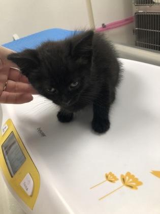 Tilly, Adoptable, Kitten Female Domestic Short Hair & Domestic Short Hair.