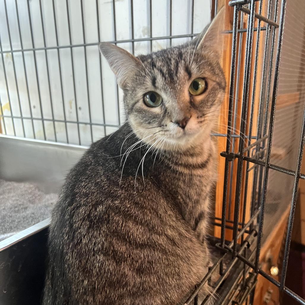 Enlarge Grace, a Adoptable Domestic Short Hair in Bangor, ME image 1/1