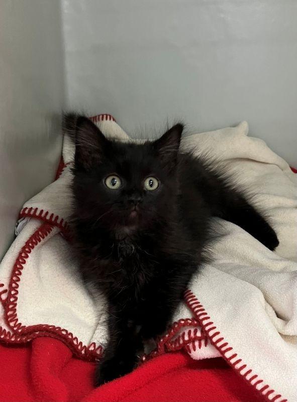 Hilda, Adopted, Kitten Female Domestic Long Hair.