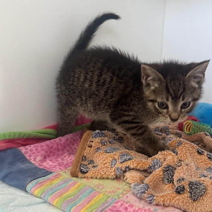 Bullet, Adoptable, Kitten Male Domestic Short Hair.