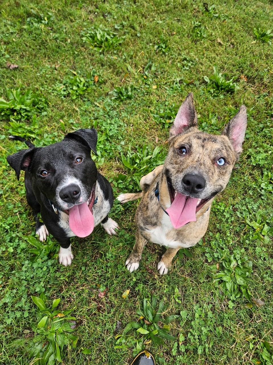 Justin, Adoptable, Young Male Pit Bull Terrier.