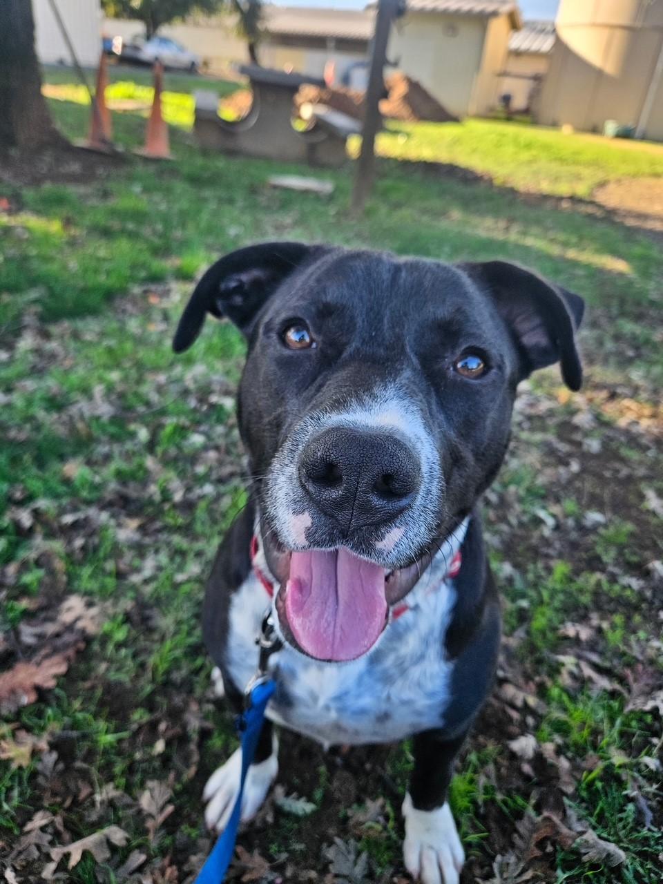 Justin, Adoptable, Young Male Pit Bull Terrier.