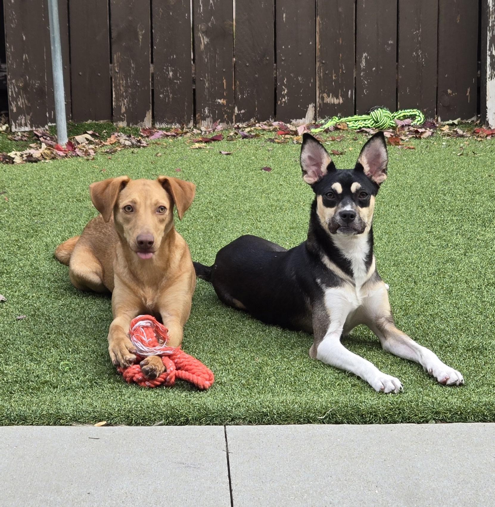 Enlarge Olivia, an adopted mixed breed in Naperville, IL image 5/6