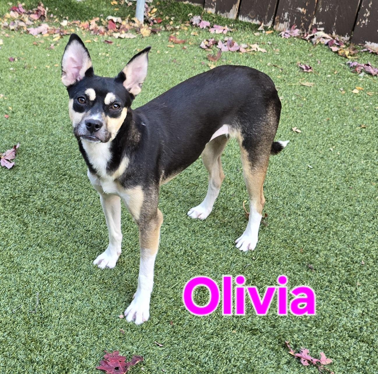 Enlarge Olivia, an adopted mixed breed in Naperville, IL image 6/6