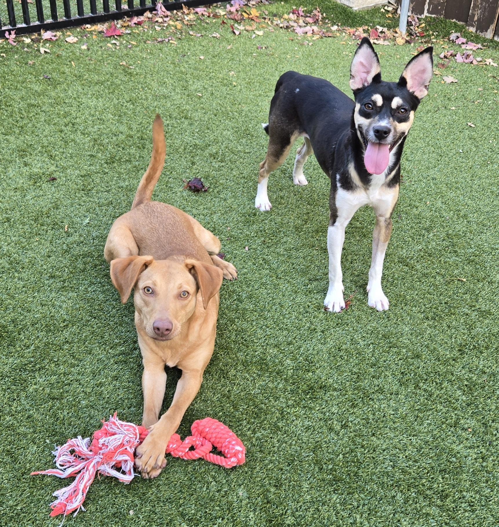 Enlarge Olivia, an adopted mixed breed in Naperville, IL image 2/6