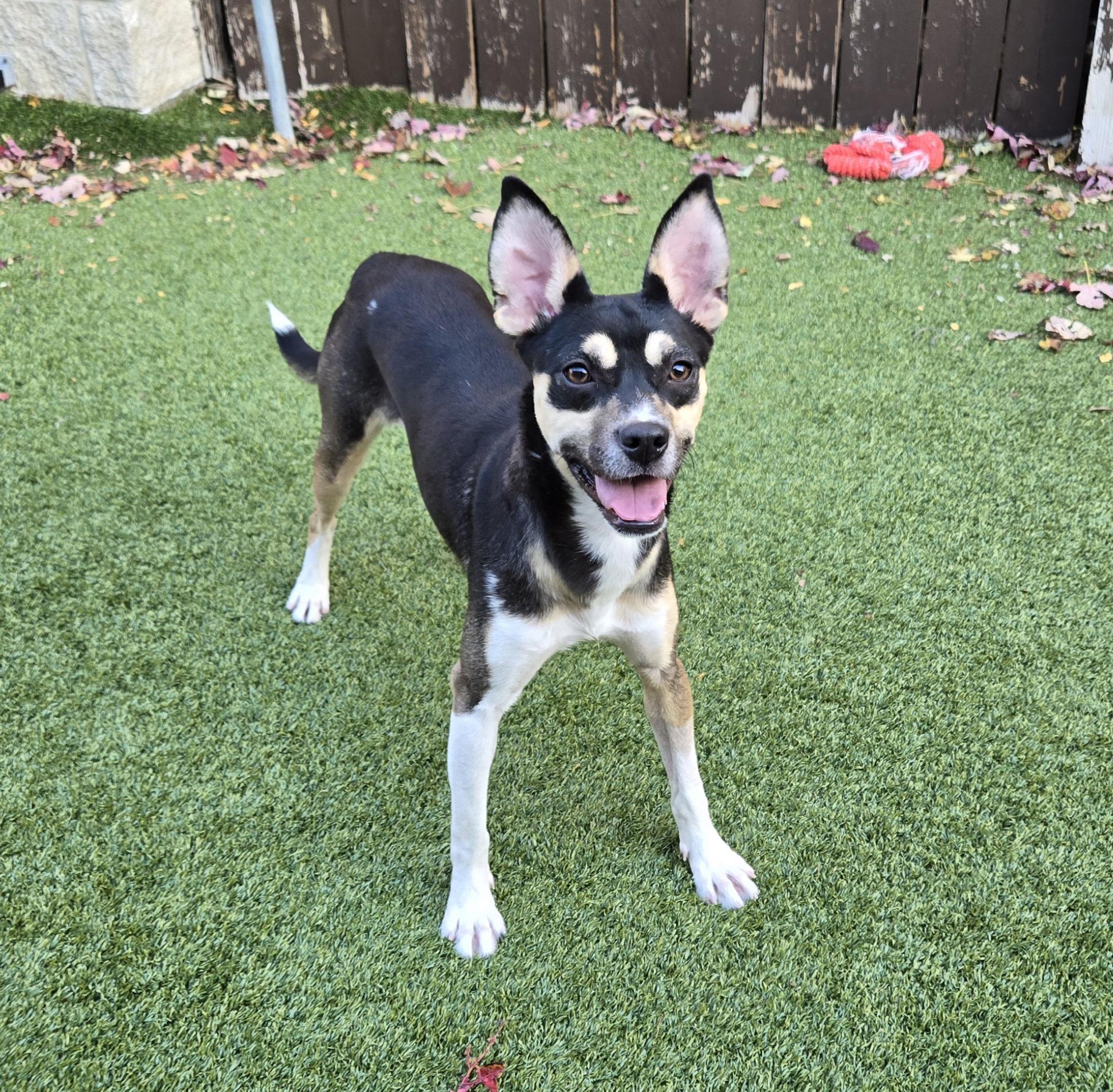 Enlarge Olivia, an adopted mixed breed in Naperville, IL image 1/6