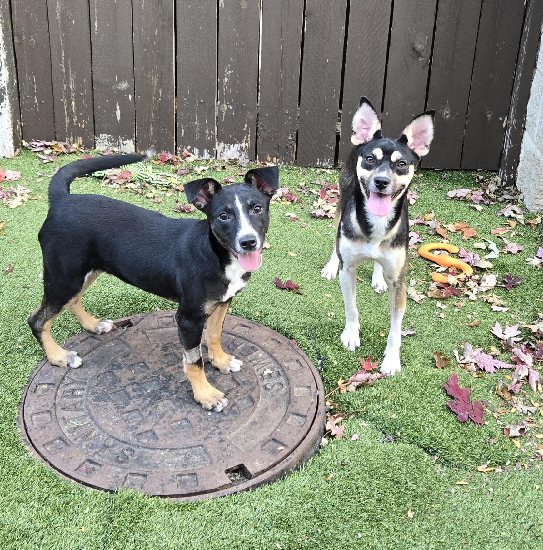 Enlarge Olivia, an adopted mixed breed in Naperville, IL image 4/6