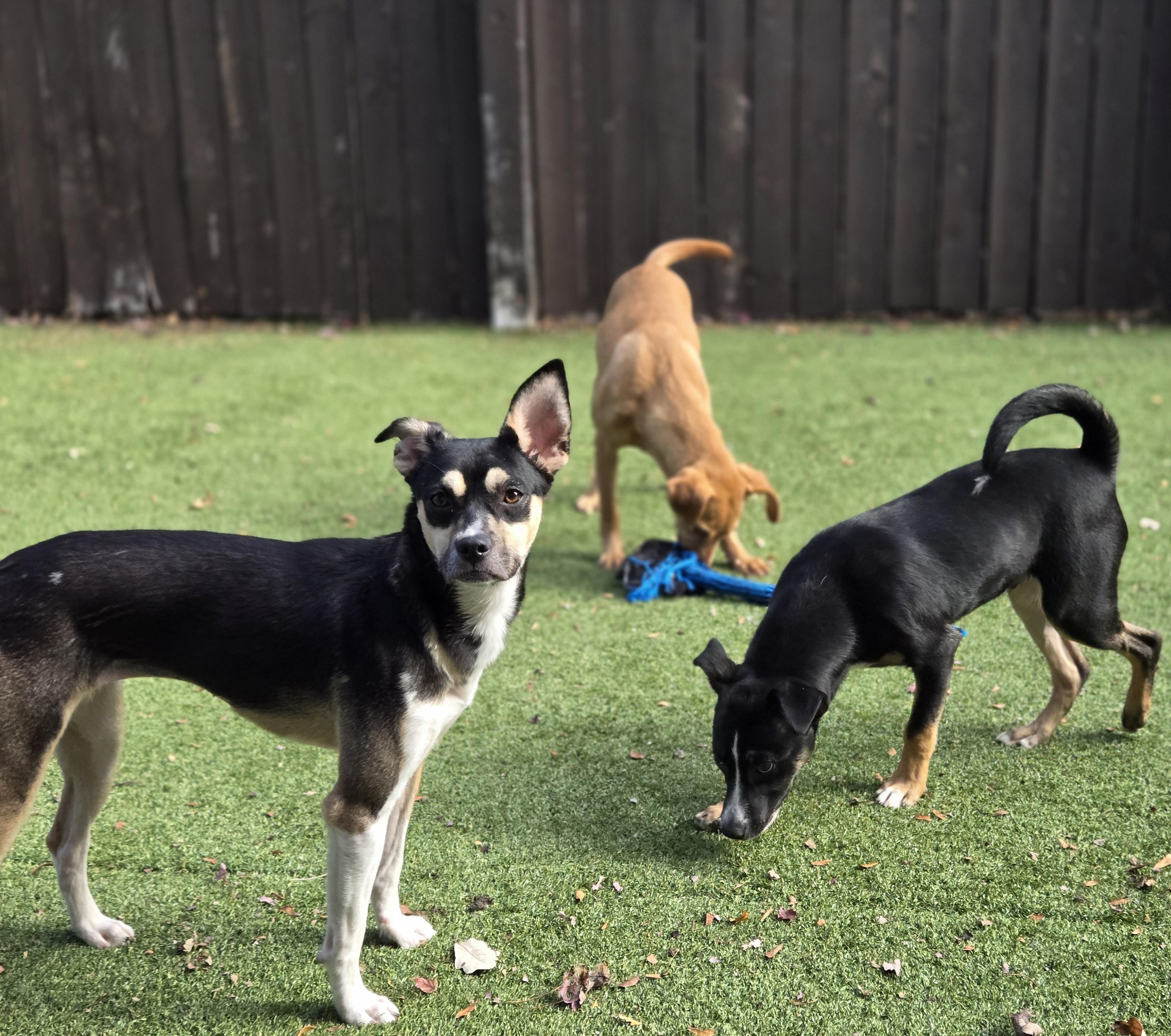 Enlarge Olivia, an adopted mixed breed in Naperville, IL image 3/6