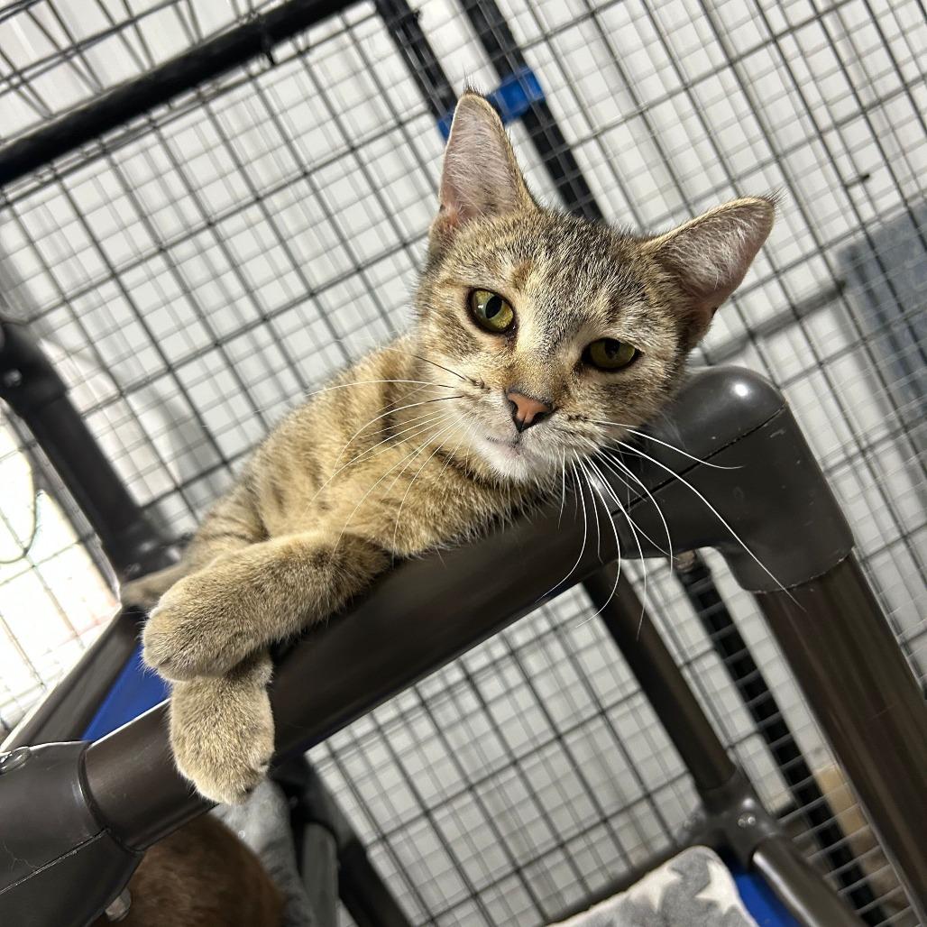 Enlarge Sarabi, a Adoptable Domestic Short Hair in Tipton, IA image 1/2