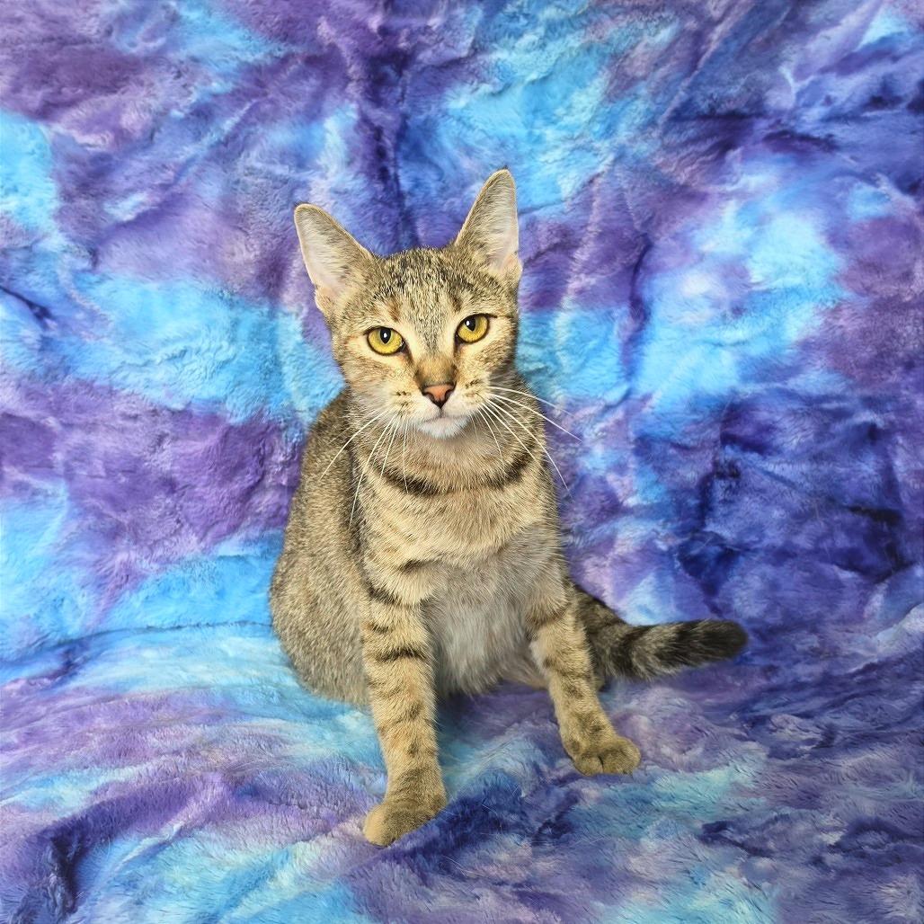 Enlarge Sarabi, a Adoptable Domestic Short Hair in Tipton, IA image 2/2