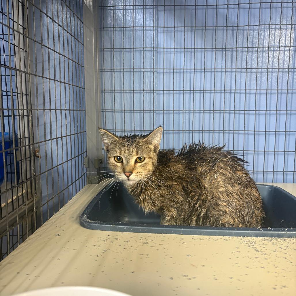 Enlarge Sarabi, a Adoptable Domestic Short Hair in Tipton, IA image 2/2