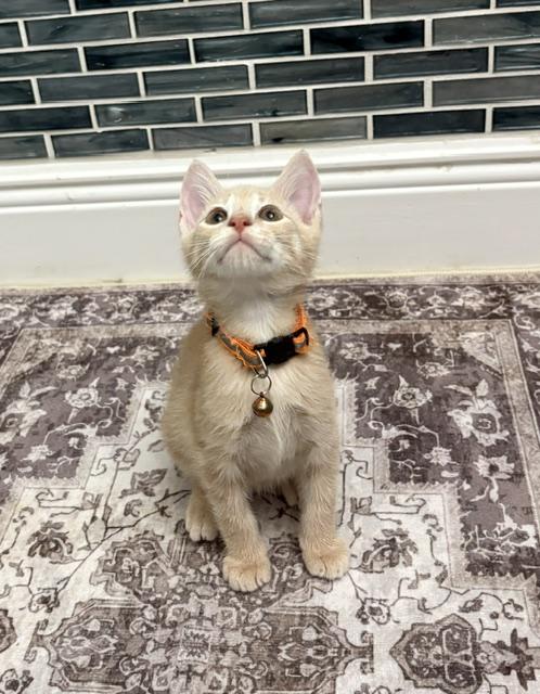 Roxy (Boy), a ADOPTABLE American Shorthair in Maitland, FL image 2/4