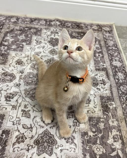 Roxy (Boy), a ADOPTABLE American Shorthair in Maitland, FL image 3/4