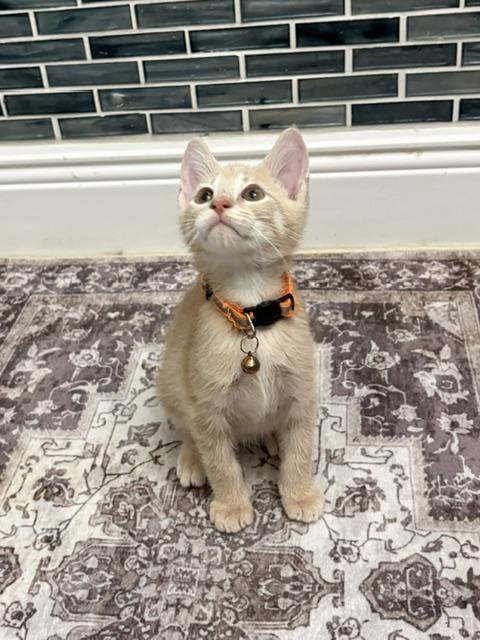 Roxy (Boy), a ADOPTABLE American Shorthair in Maitland, FL image 1/4