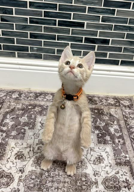 Roxy (Boy), a ADOPTABLE American Shorthair in Maitland, FL image 4/4