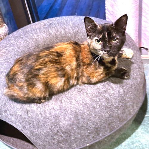 Enlarge Polly, a Adoptable Tortoiseshell in Rutherfordton, NC image 1/3
