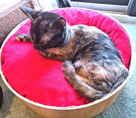 Enlarge Polly, a Adoptable Tortoiseshell in Rutherfordton, NC image 2/3