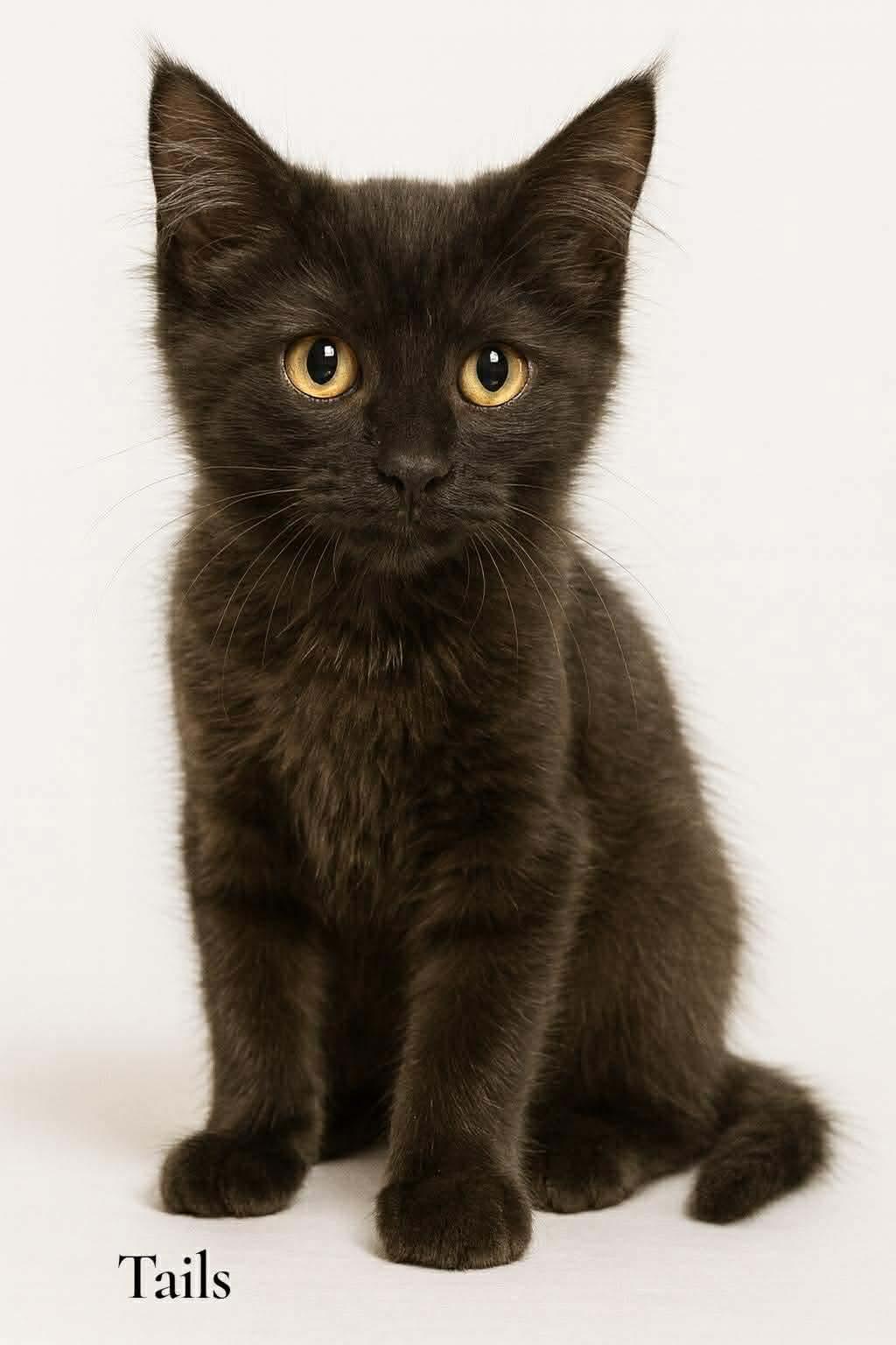 Enlarge Tails, a ADOPTABLE Domestic Short Hair in Stevensville, MI image 1/1