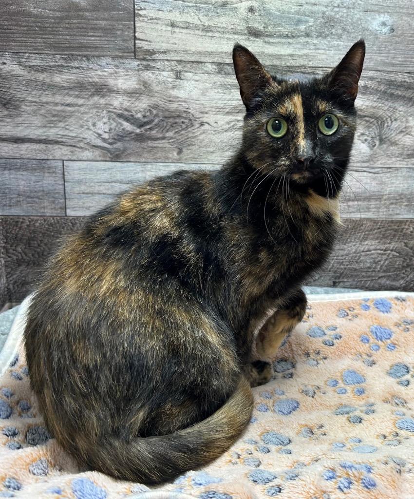 Enlarge Crystal, a Adoptable mixed breed in Washington Court House, OH image 1/1