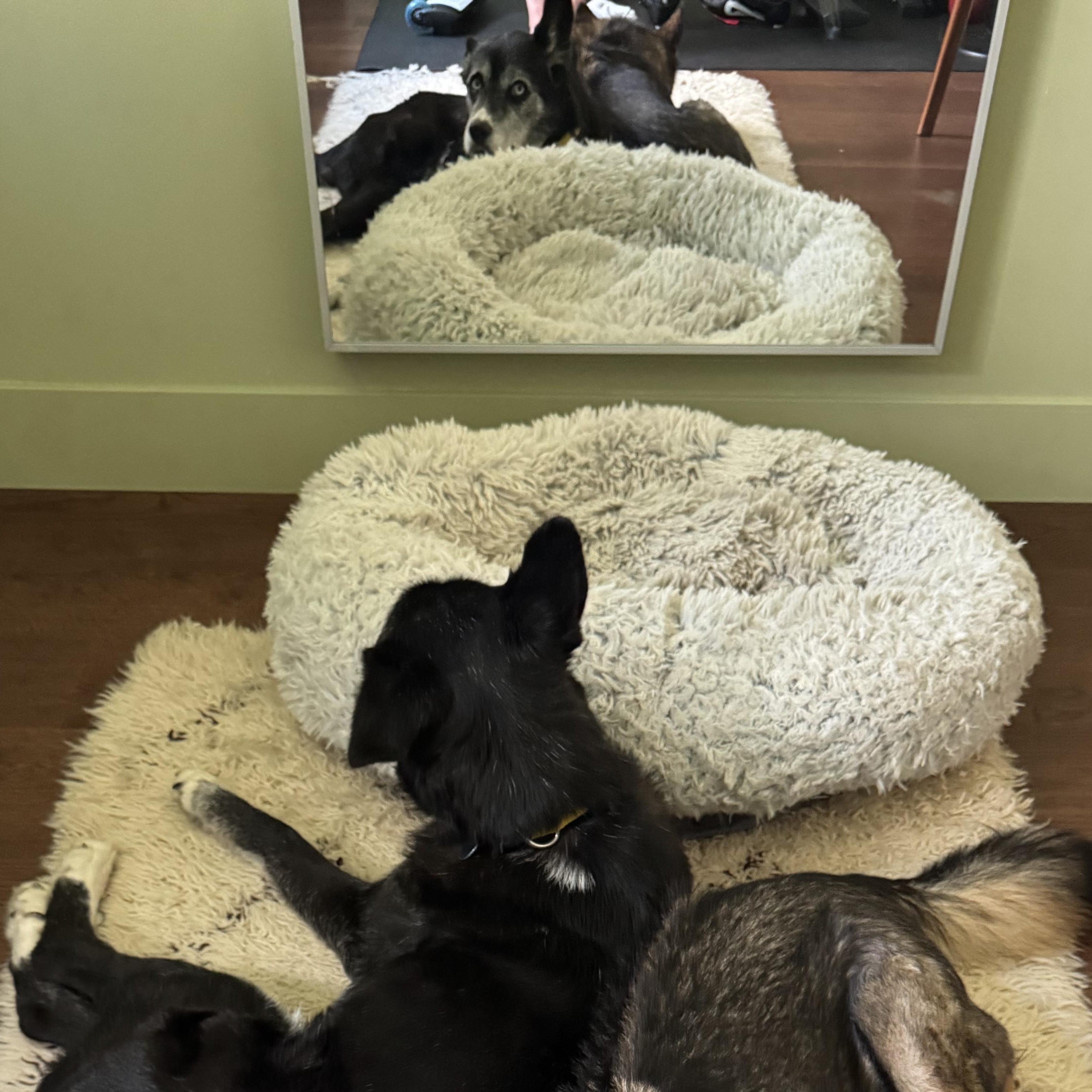 Enlarge Panda, a Adoptable mixed breed in Burbank, CA image 5/6