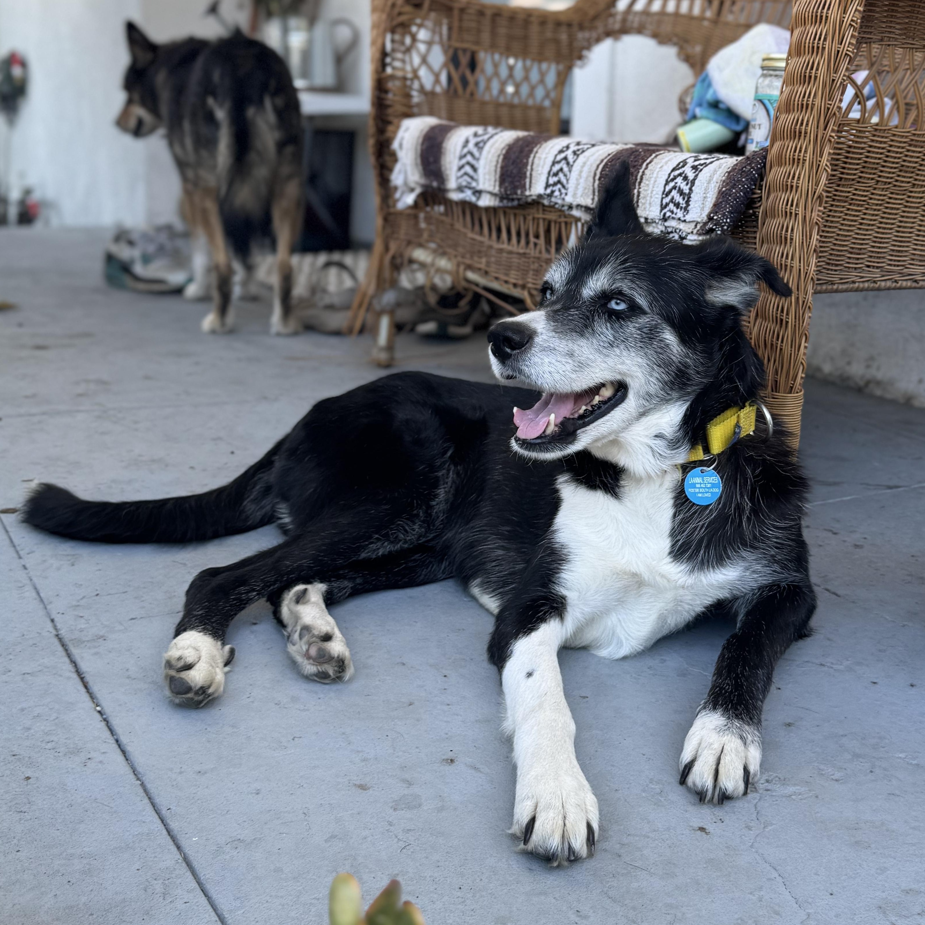 Panda, Adoptable, Senior Female Husky & Shepherd.