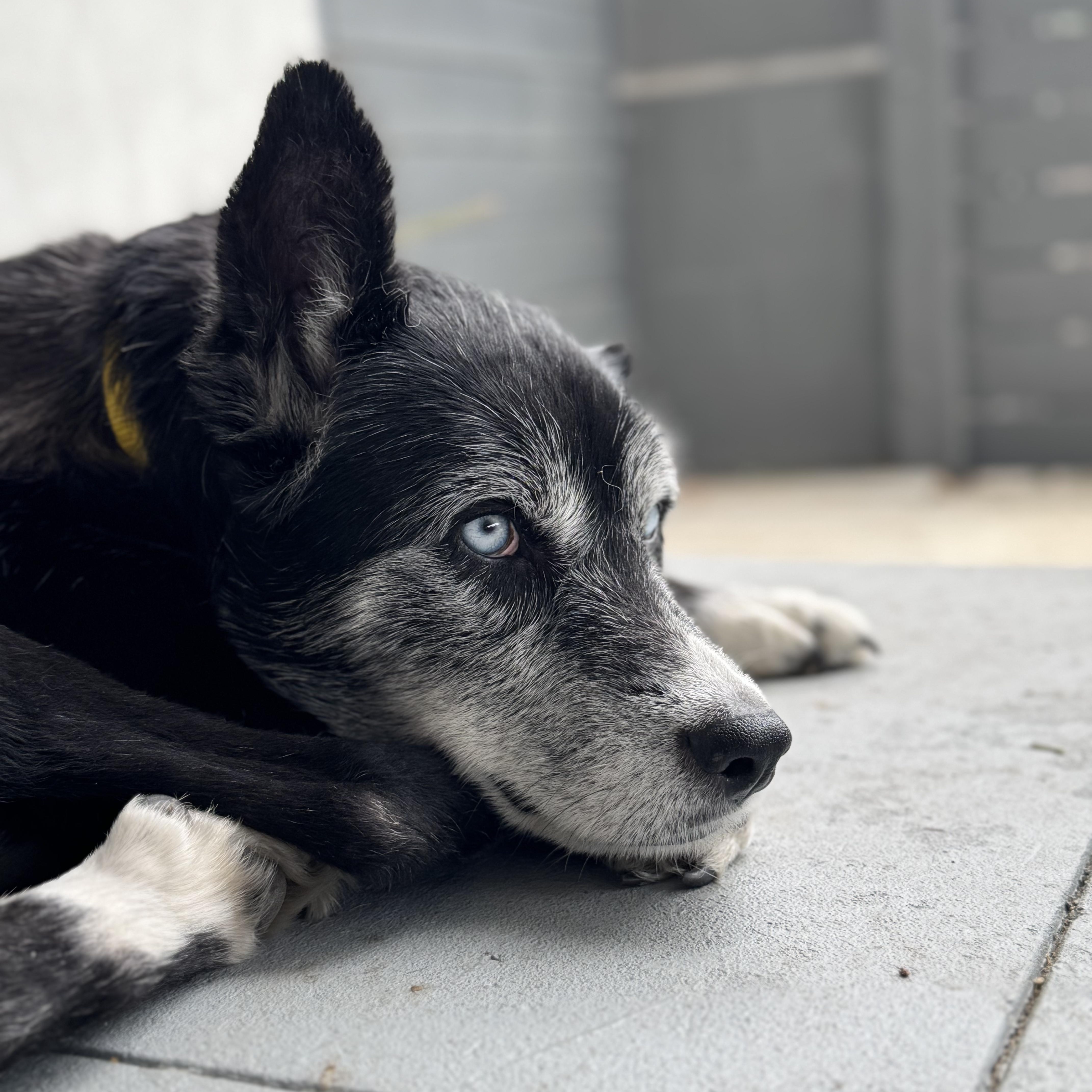 Enlarge Panda, a Adoptable mixed breed in Burbank, CA image 4/6