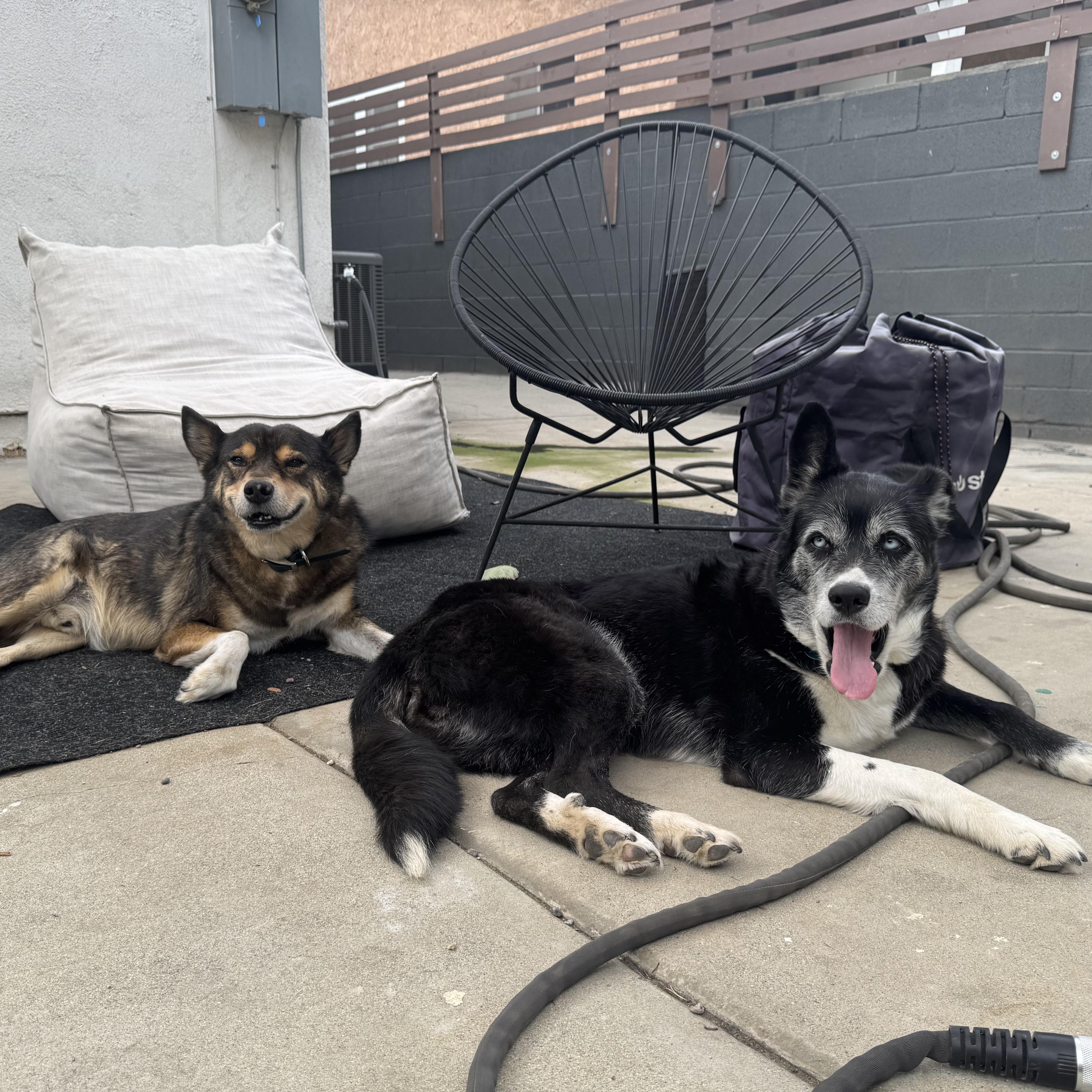 Enlarge Panda, a Adoptable mixed breed in Burbank, CA image 3/6