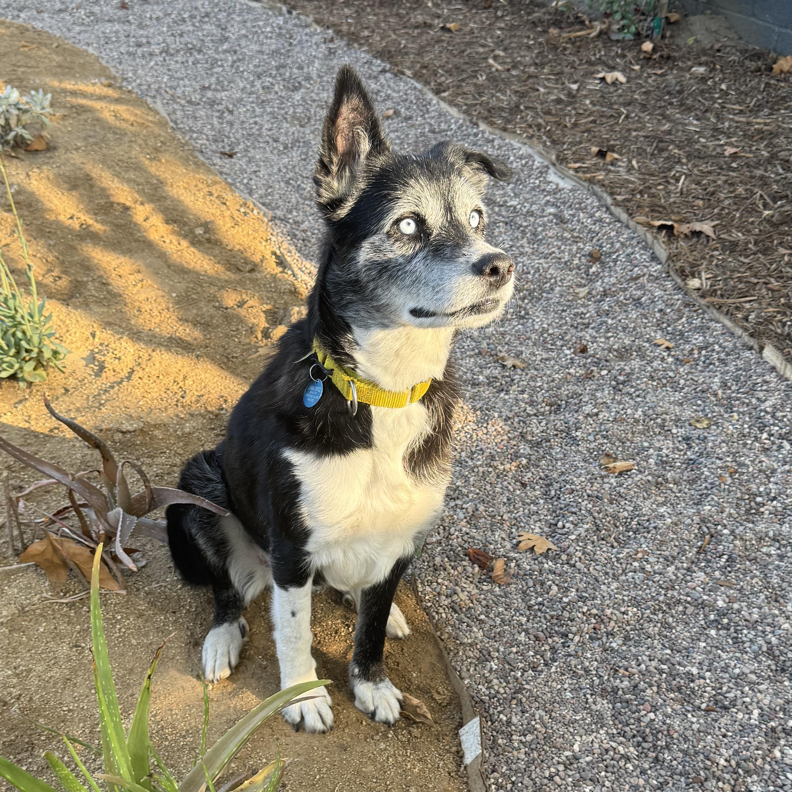 Enlarge Panda, a Adoptable mixed breed in Burbank, CA image 2/6
