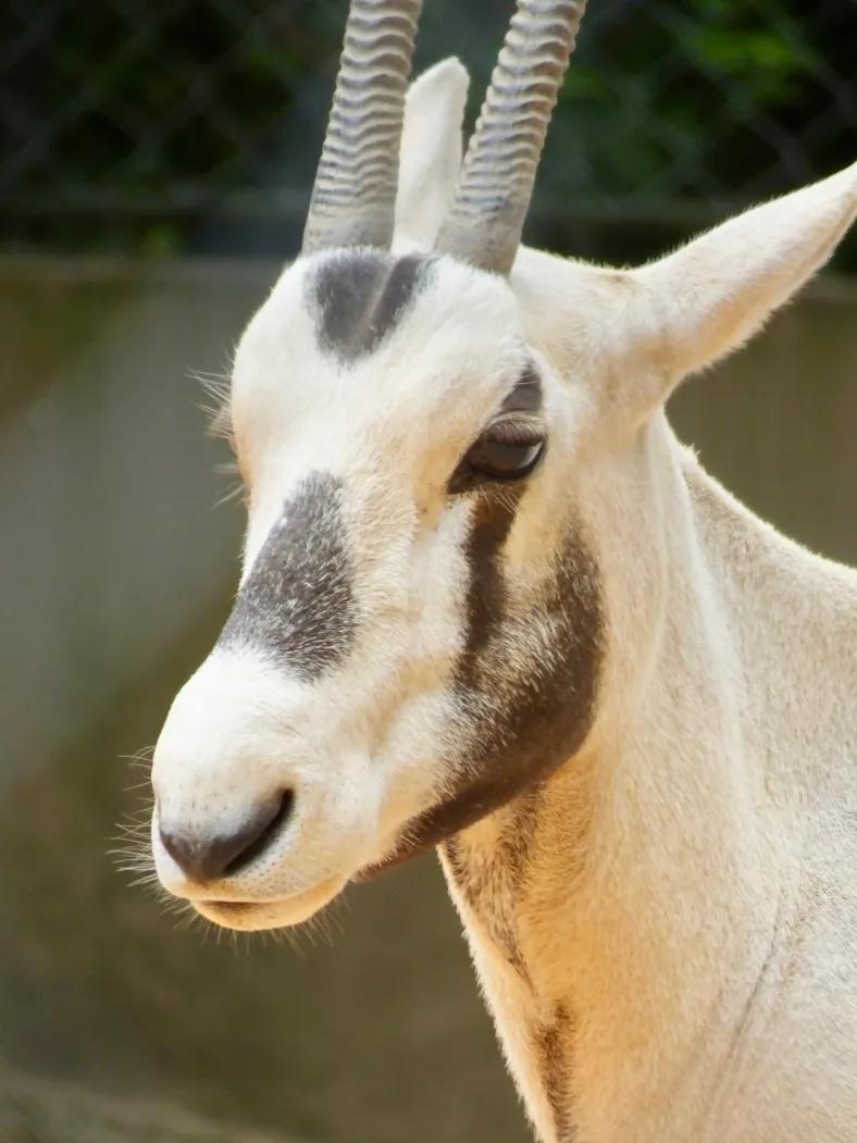 Nishi- DUPLICATE - PROD TEST, Adoptable, Adult Female Myotonic / Fainting.