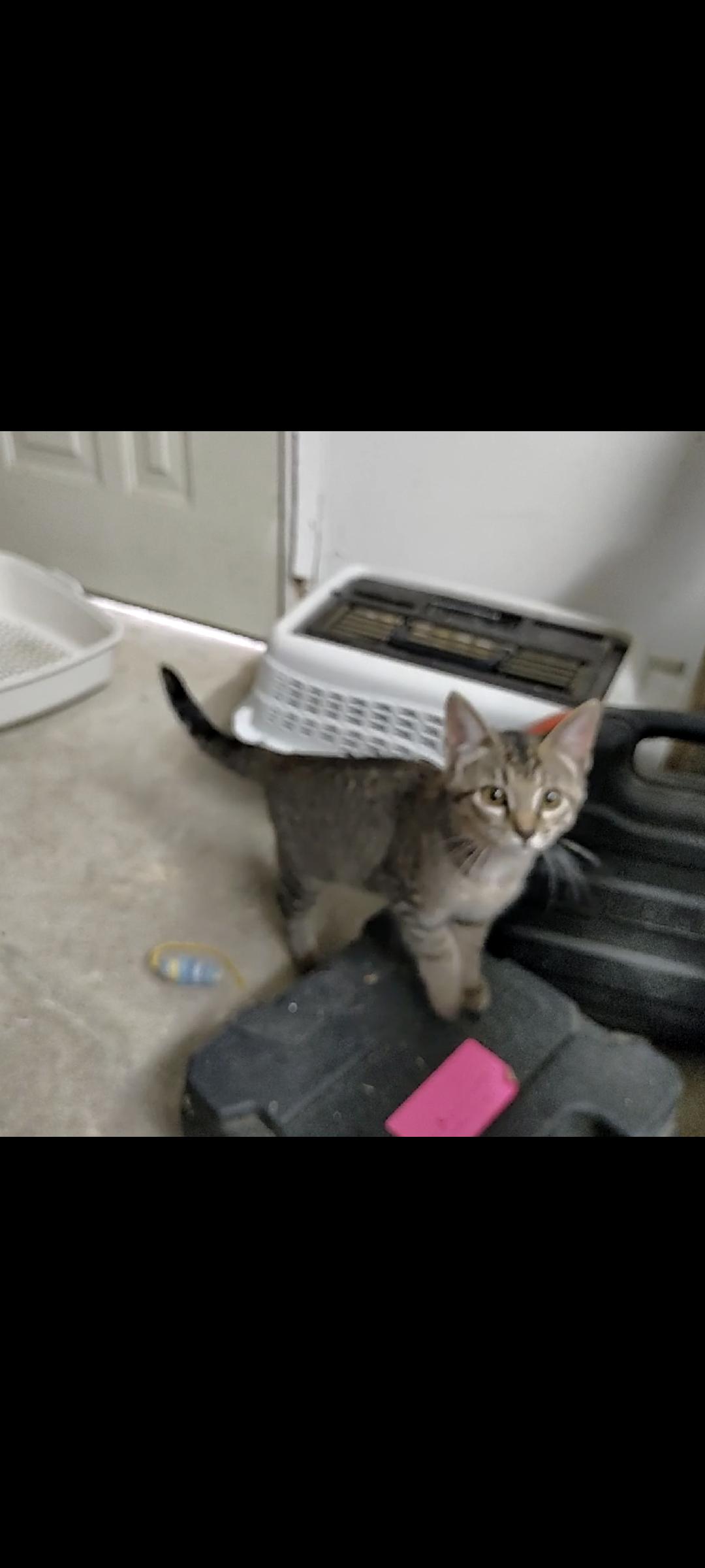 Nenya, Adoptable, Kitten Female Tabby & Domestic Short Hair.