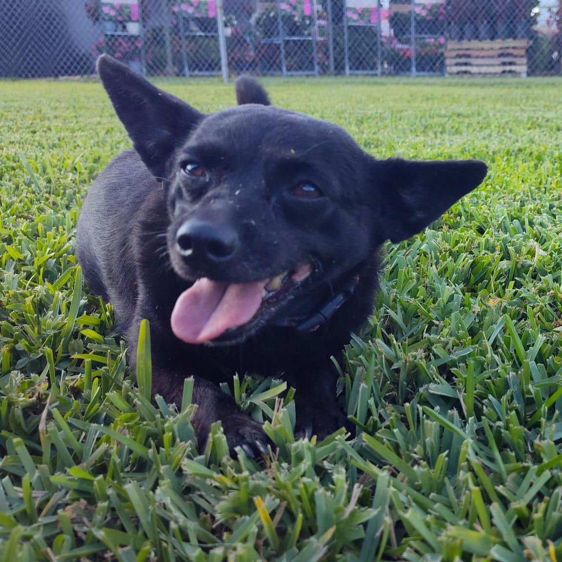Laverne and Shirley - BONDED, a Adoptable mixed breed in Key West, FL image 2/5