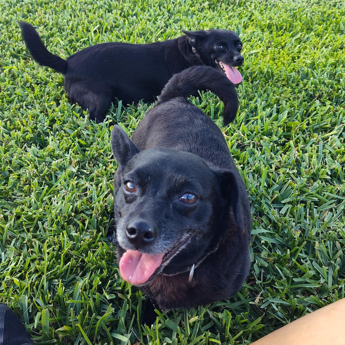 Laverne and Shirley - BONDED, a Adoptable mixed breed in Key West, FL image 3/5