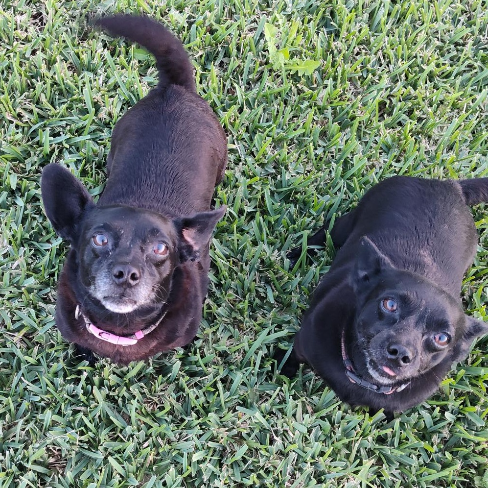 Laverne and Shirley - BONDED, Adoptable, Adult Female Chihuahua & Terrier.