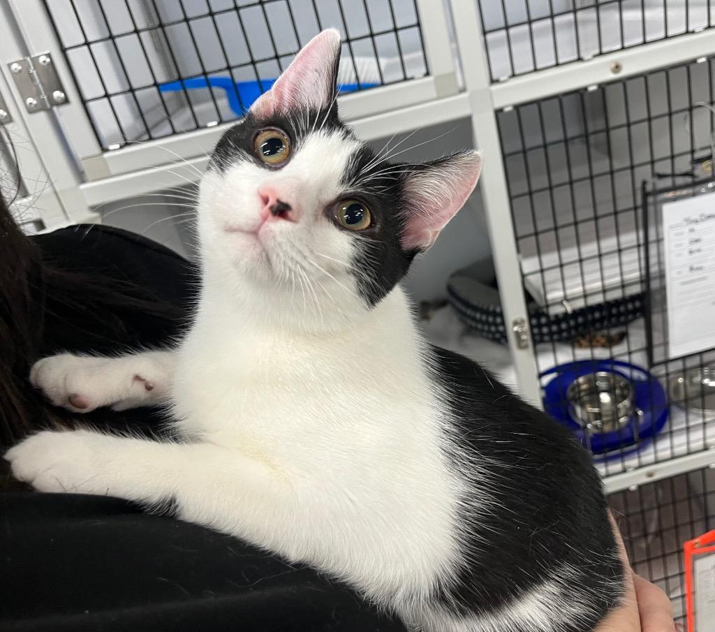 Tiny Dancer, Adoptable, Young Male Domestic Short Hair.